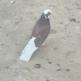 kepderi