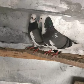 KEPDERI..