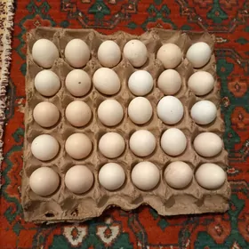 Yumurtga