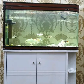 Аквариум