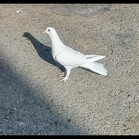 Kepderi