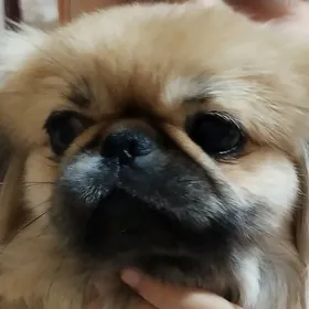 Pekines Пекинес щенки(бронь)