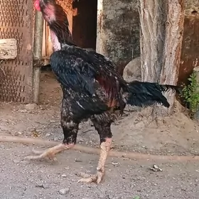 Boýsowyý horaz