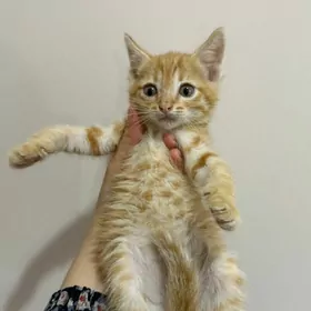 котята