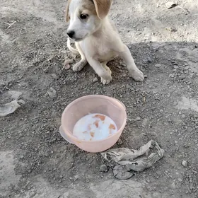Кучук щенок