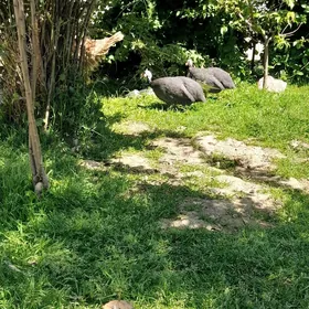 sesarka käkili yumutga