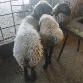 öweç