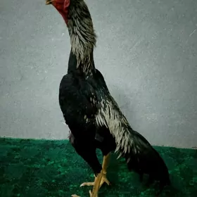 Juje