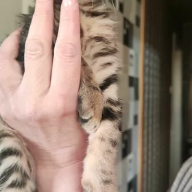 кошка