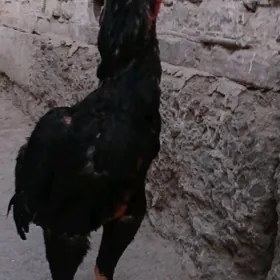 horaz