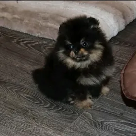 мальчик шпиц