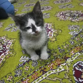 pişijek котёнок
