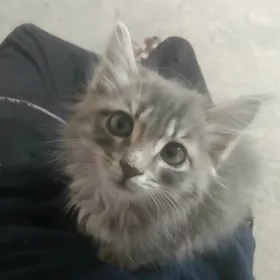 Pişijekler Котят