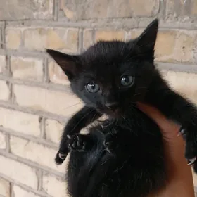 котята