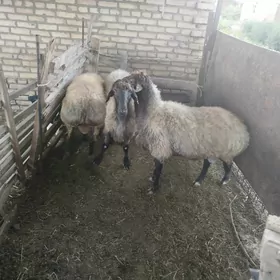 mal tohym goç