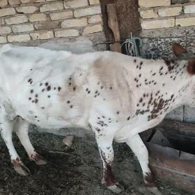 Goleli sygyr we gunajyn