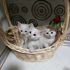 котята