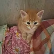 котята месяц 2 мальчика
