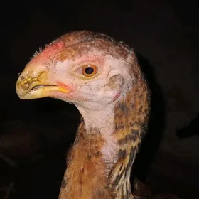 Taşkent horaz