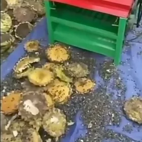 Гунебакар денесини а