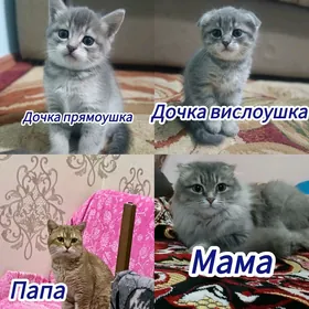 продам котят