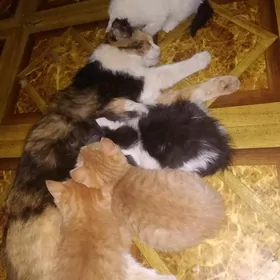 Кисы-кошки домашние!!!
