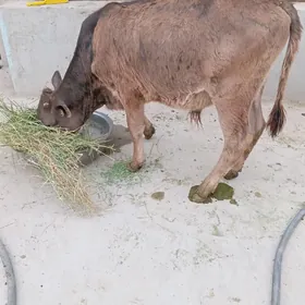 őkűz  1tűwe