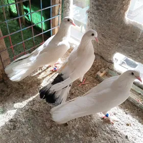 Kepderi