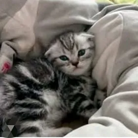 шотландские мраморные котята