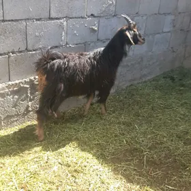 cewiş