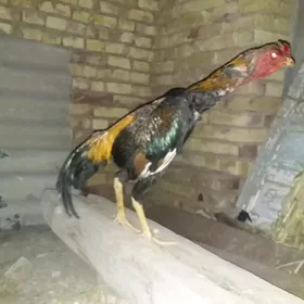 Жуйже