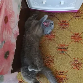 шотландский кот