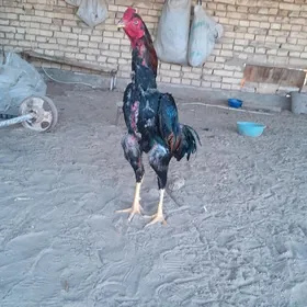 Horaz