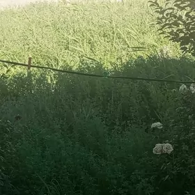 ýorunja