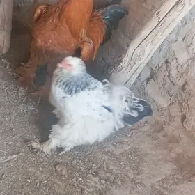 brama horaz towuk