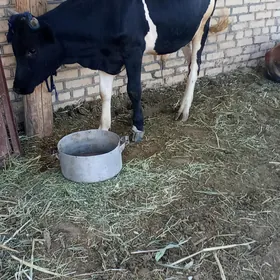 Okuzler