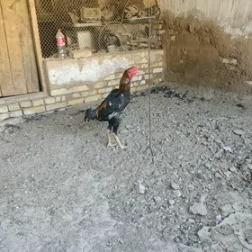 байцы