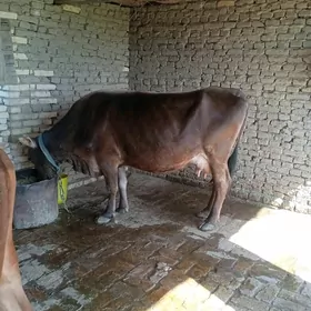 Gòleli sygyr