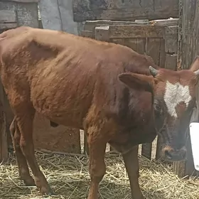 öküz tüwe öküzçe