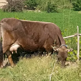 Gòleli sygyr śwes