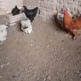 brama yumurtga