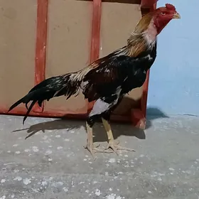 Baysy horoz