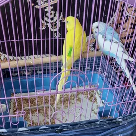 papugay