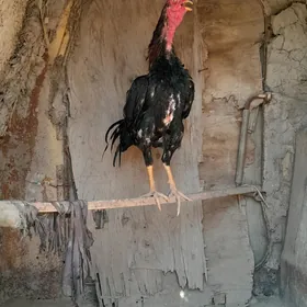 horaz