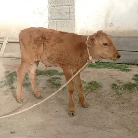 şwes öküz