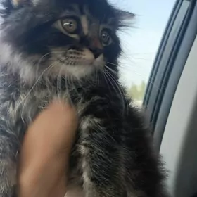 pişik кошка