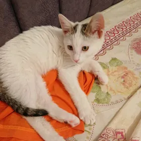 Белый котёнок