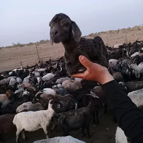 Goyun Geci