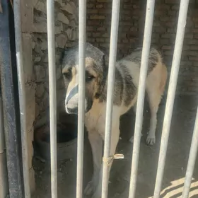 it