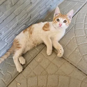 котёнок